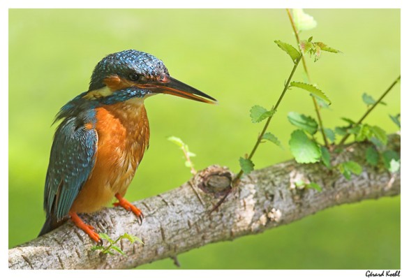  Image name: martin pescatore5.jpg 
 width: 586 pixel 
 height: 398 pixel 
 Size: 51800 bytes 
 Click to enlarge 